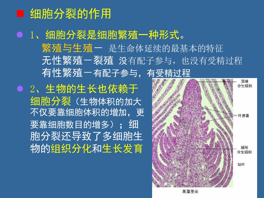 现代生物学导论细胞繁殖和遗传课件.ppt_第3页