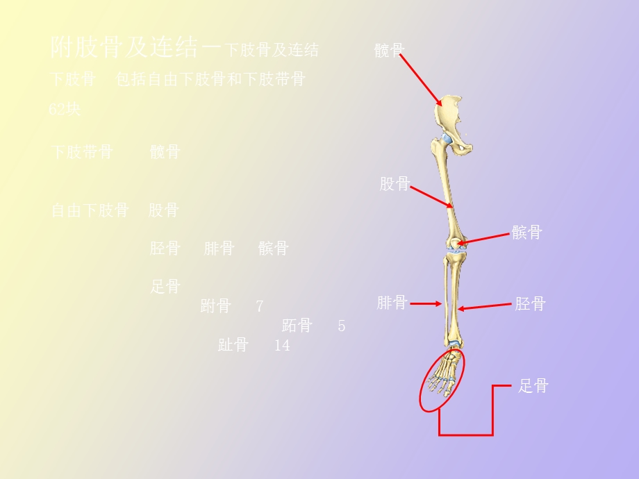 肢骨及其连结.ppt_第2页