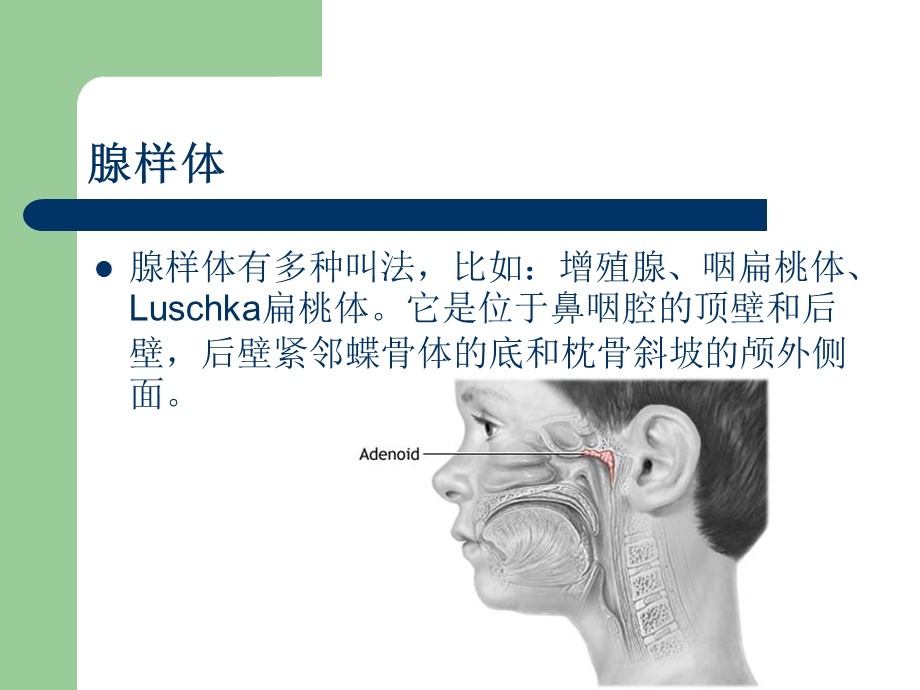 腺样体肥大的X线测量.ppt_第2页