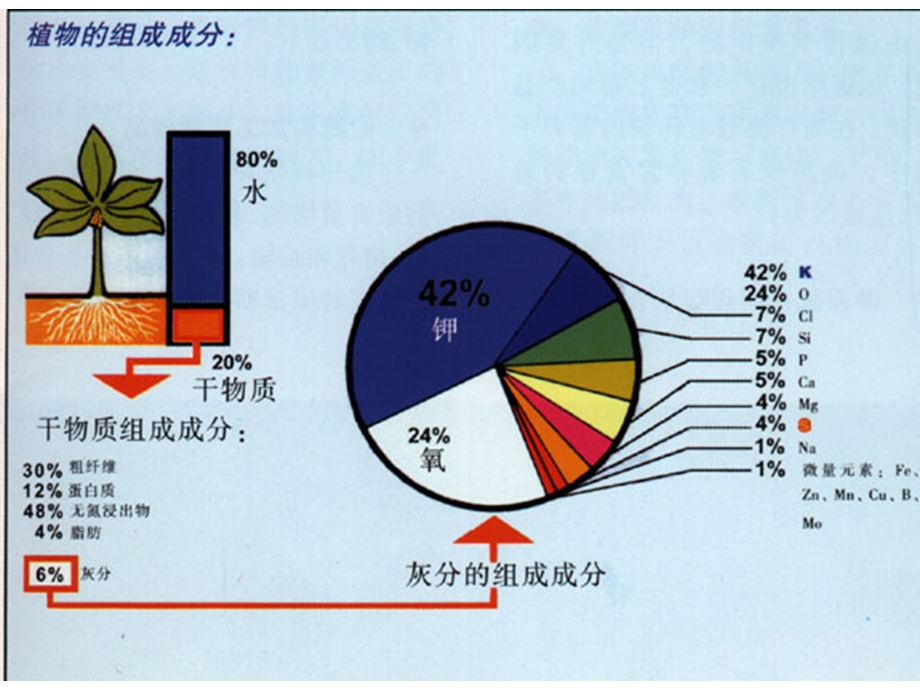 硅营养作用与作物抗逆.ppt_第2页