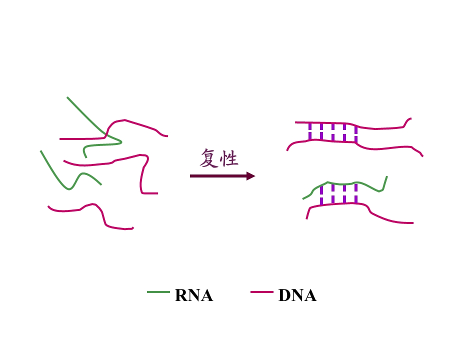 自学内容2分子杂交技术.ppt_第3页