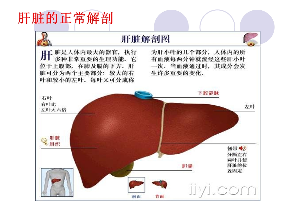 肝脏常见疾病的超声诊断.ppt_第2页
