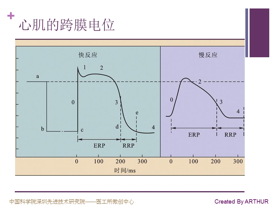 生理学原理学习笔记之-心脏的电活动.ppt_第3页