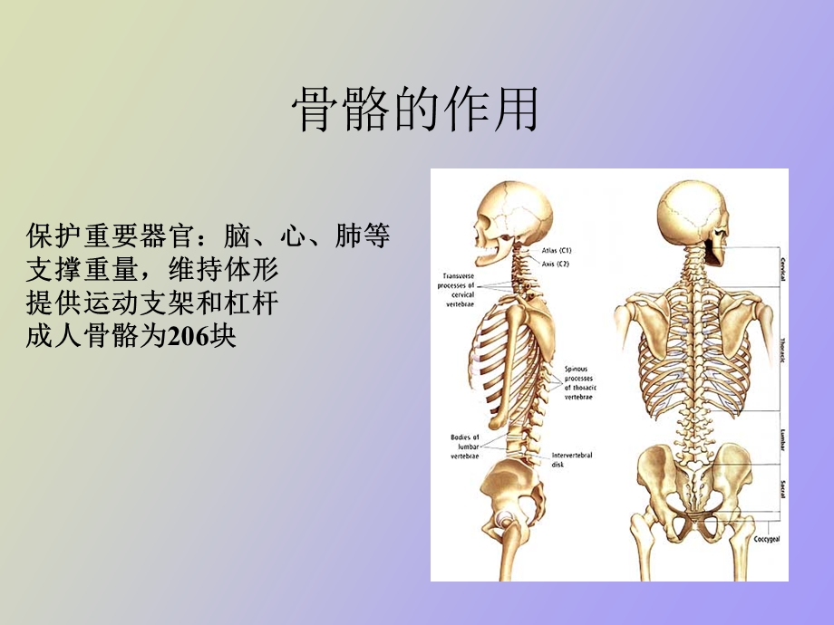 肢骨骼解剖和骨折.ppt_第2页