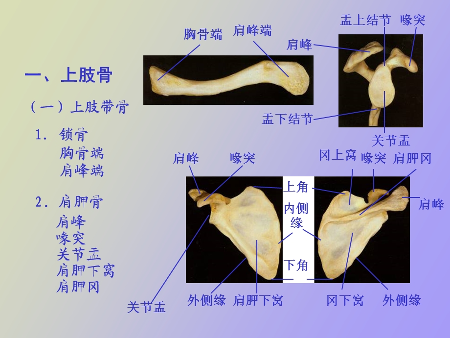 肢骨骼解剖和骨折.ppt_第3页