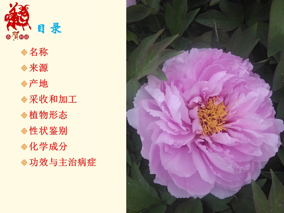 药用植物-牡丹.ppt_第2页