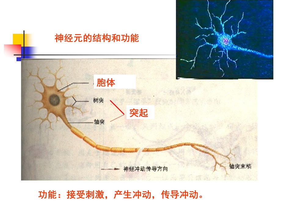 非条件和条件反射.ppt_第3页