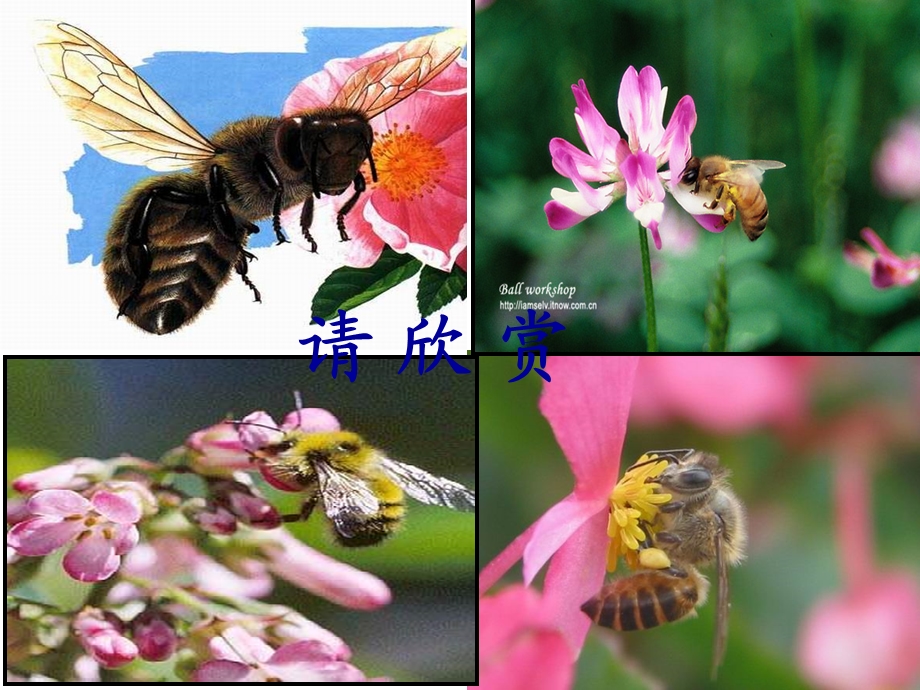 14.蜜蜂PPT课件(刘红丽).ppt_第1页
