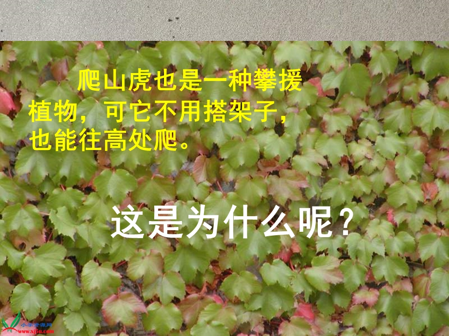 (人教新课标)四年级语文上册课件-爬山虎的脚.ppt_第2页