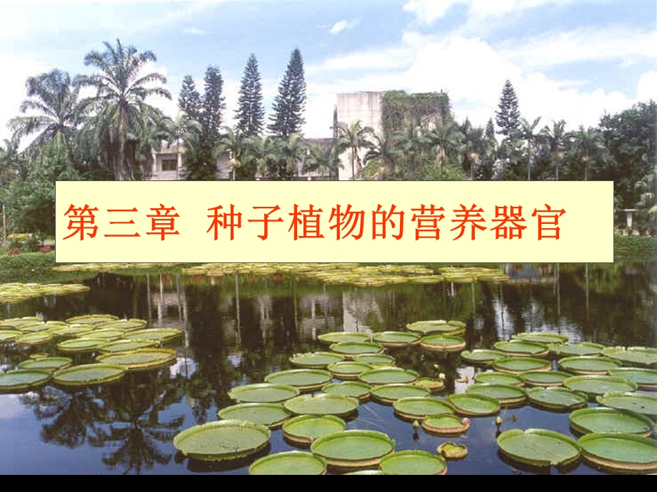 《植物学教学资料》第三章营养器官-根.ppt_第1页