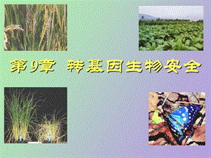 转基因生物安全.ppt