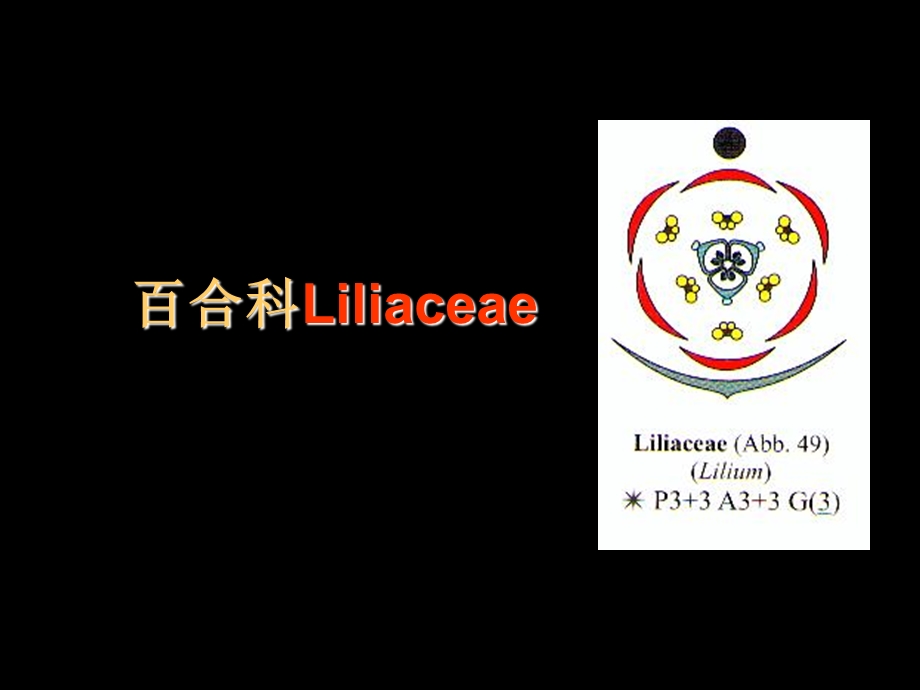 《植物学教学资料》单子叶植物.ppt_第1页