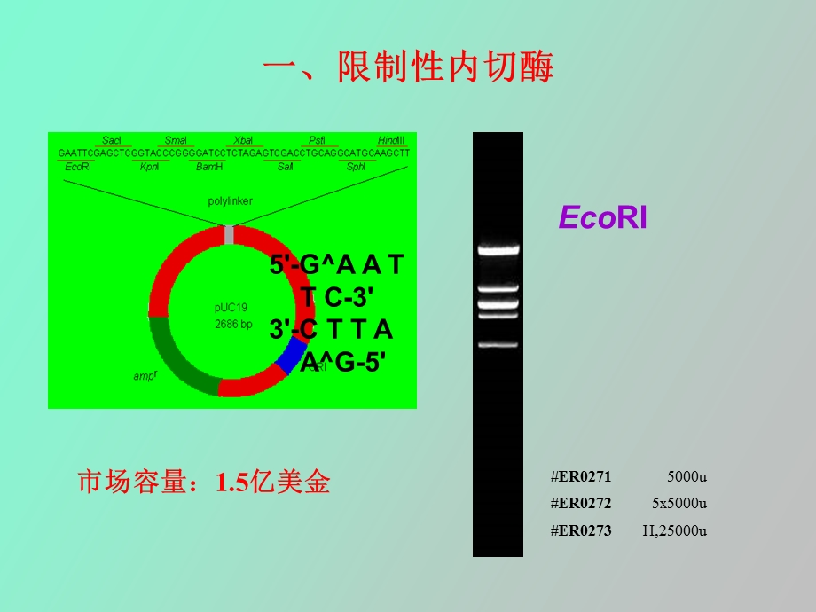 资料二分子生物学工具酶.ppt_第3页