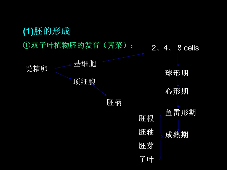 《植物学教学资料》第六节种子和果实.ppt_第2页