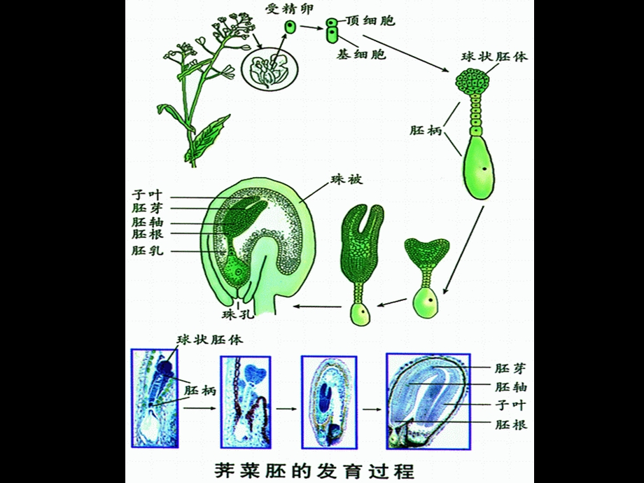 《植物学教学资料》第六节种子和果实.ppt_第3页