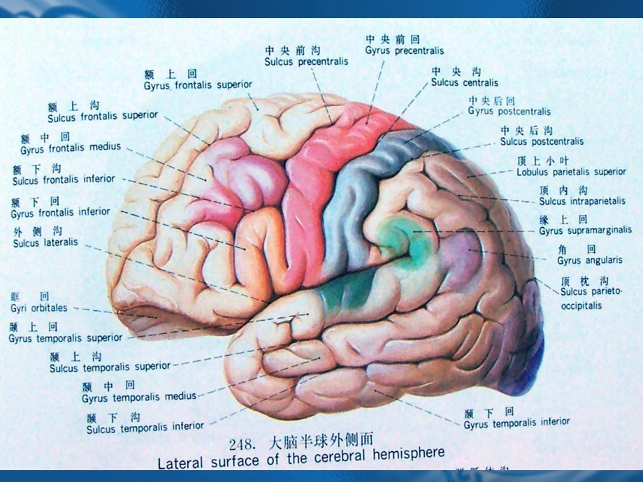 颅脑正常MRI表现阅片.ppt_第3页