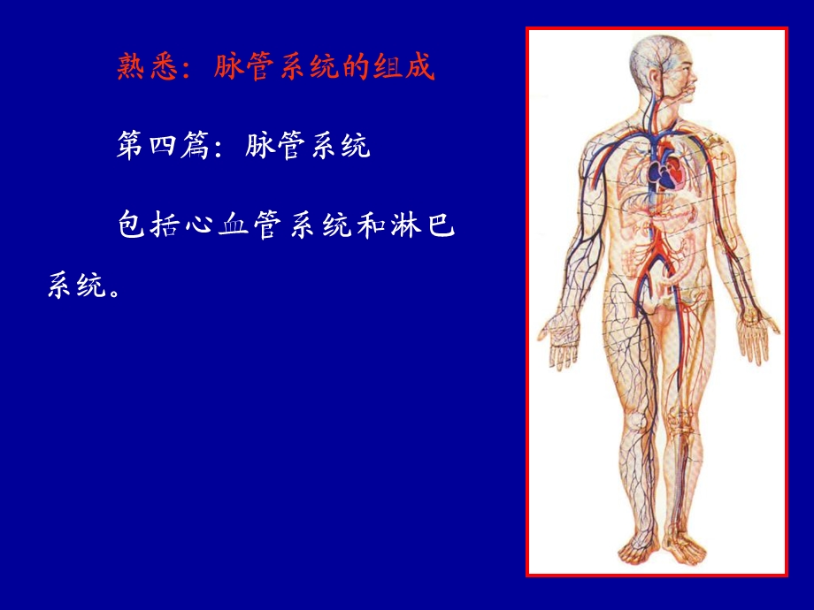 解剖学：心、动脉.ppt_第1页