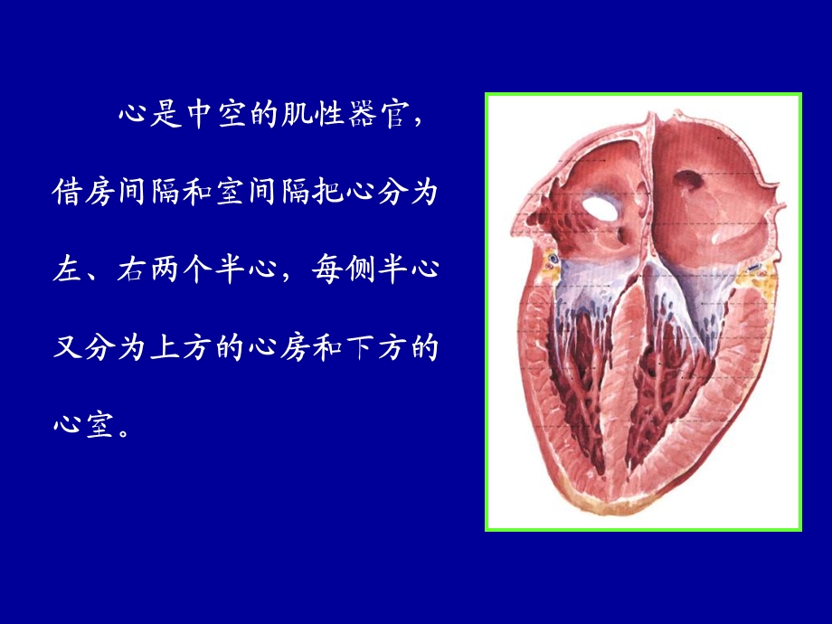 解剖学：心、动脉.ppt_第3页
