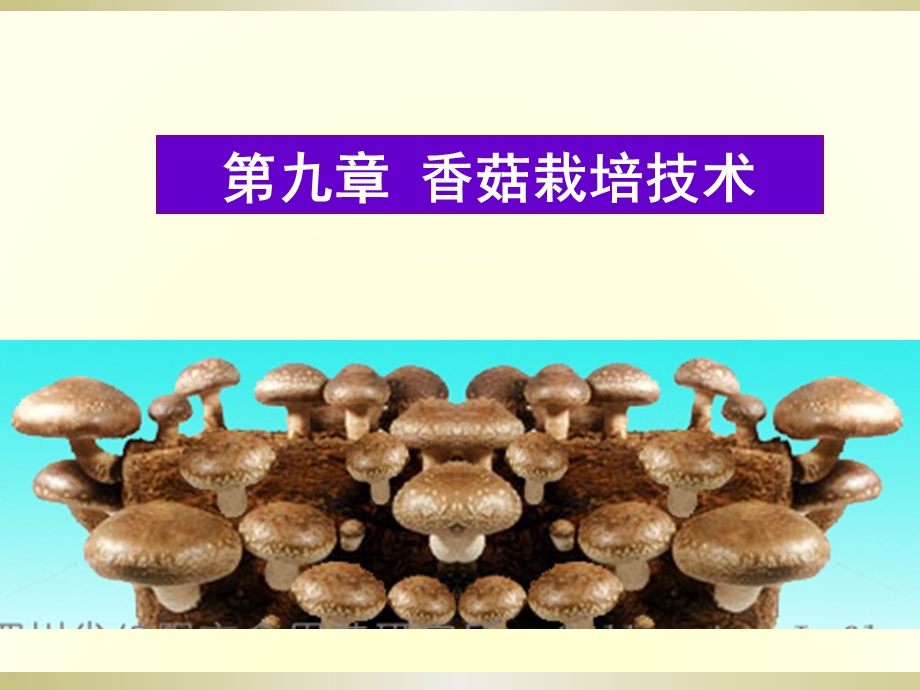 香菇栽培技术.ppt_第1页