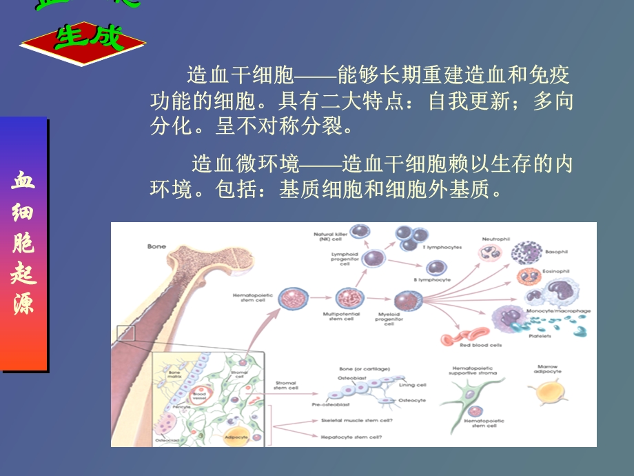 诊断学骨髓细胞学检测.ppt_第3页