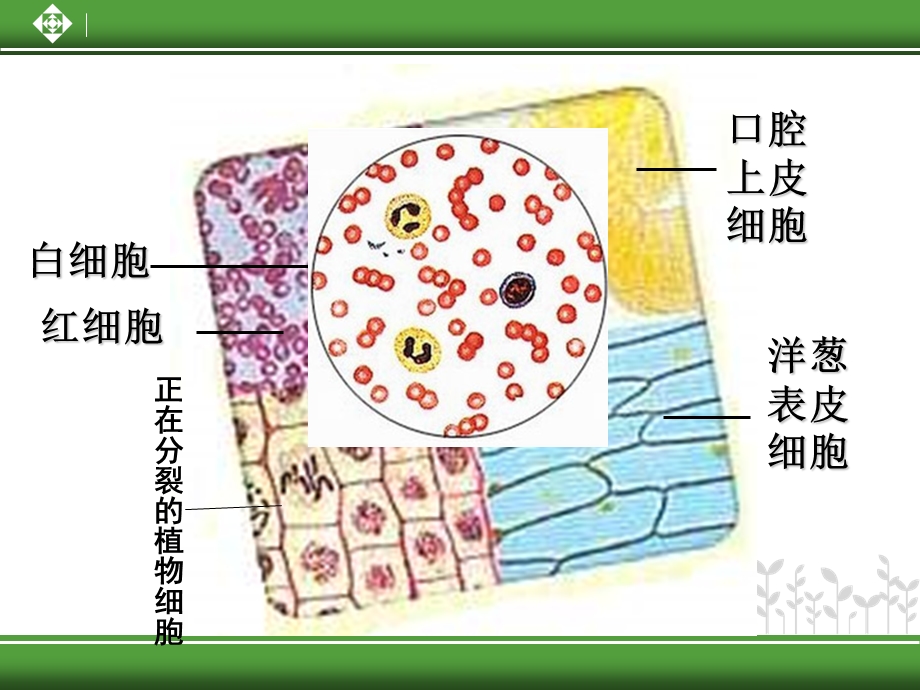 《细胞的多样性和统一性》教学.ppt_第3页