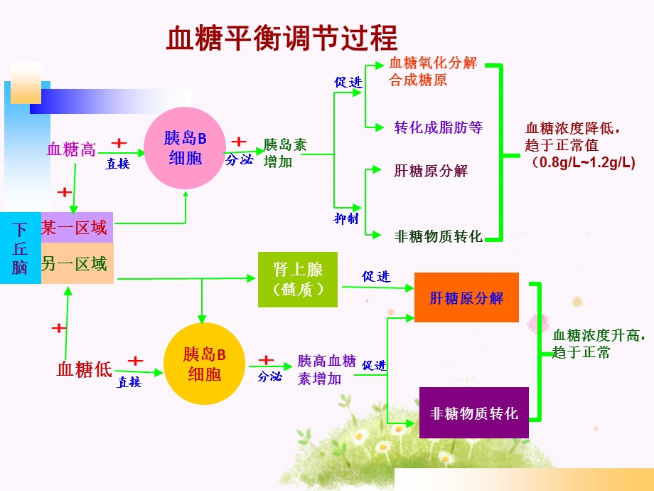 血糖平衡调节过程.ppt_第3页