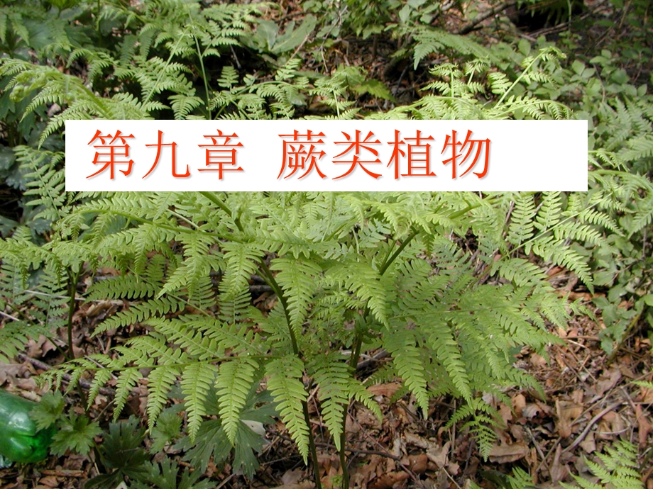 《植物学教学资料》第9章蕨类植物.ppt_第1页