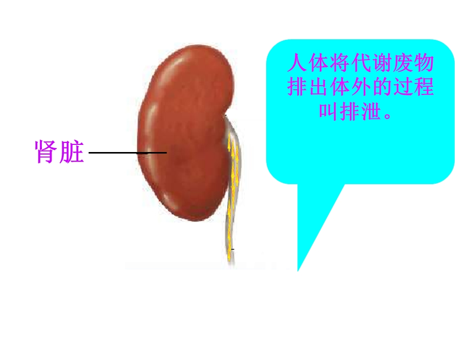 七年级生物下册-51-尿的形成和排出课件人教版.ppt_第2页