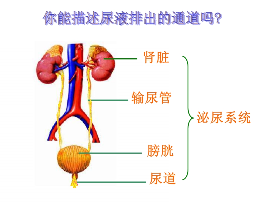 七年级生物下册-51-尿的形成和排出课件人教版.ppt_第3页