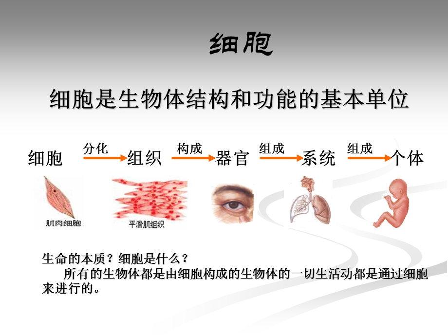 《细胞的结构和功能》概念图.ppt_第3页