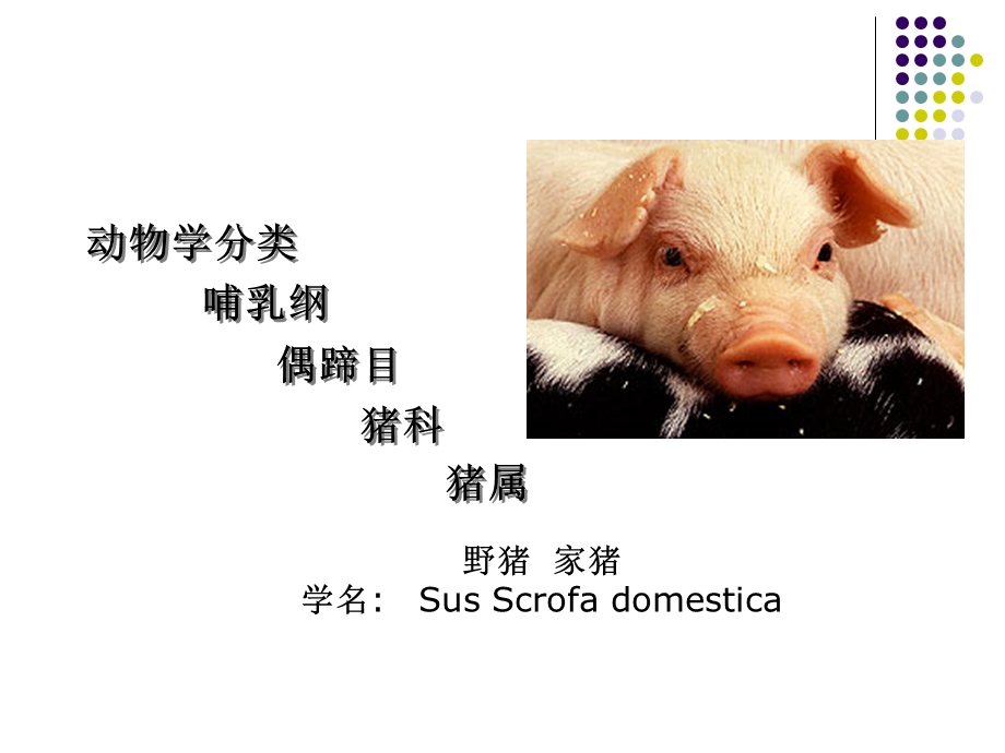 《实验动物与管理教学课件》小型猪饲养管理控制修改.ppt_第2页