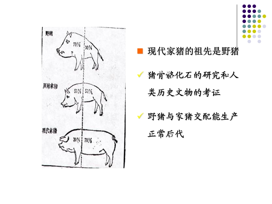 《实验动物与管理教学课件》小型猪饲养管理控制修改.ppt_第3页