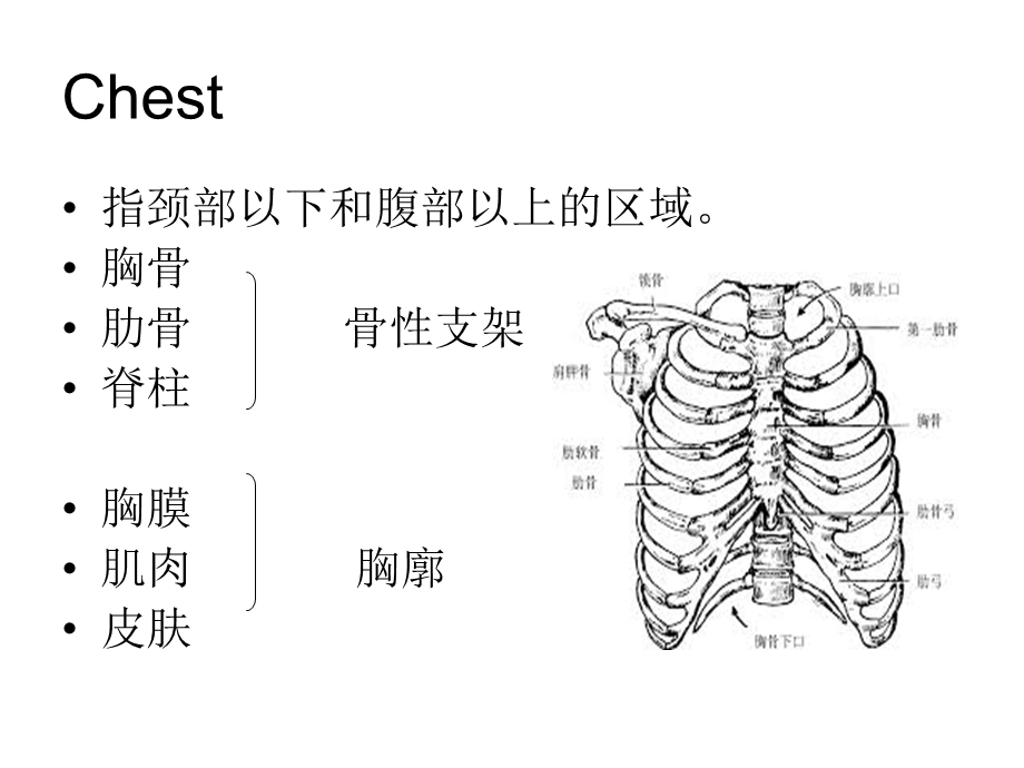诊断学胸部和肺体格检查.ppt_第3页