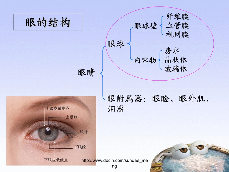 【课件】眼的结构与功能 近视白内障的治疗.ppt_第3页