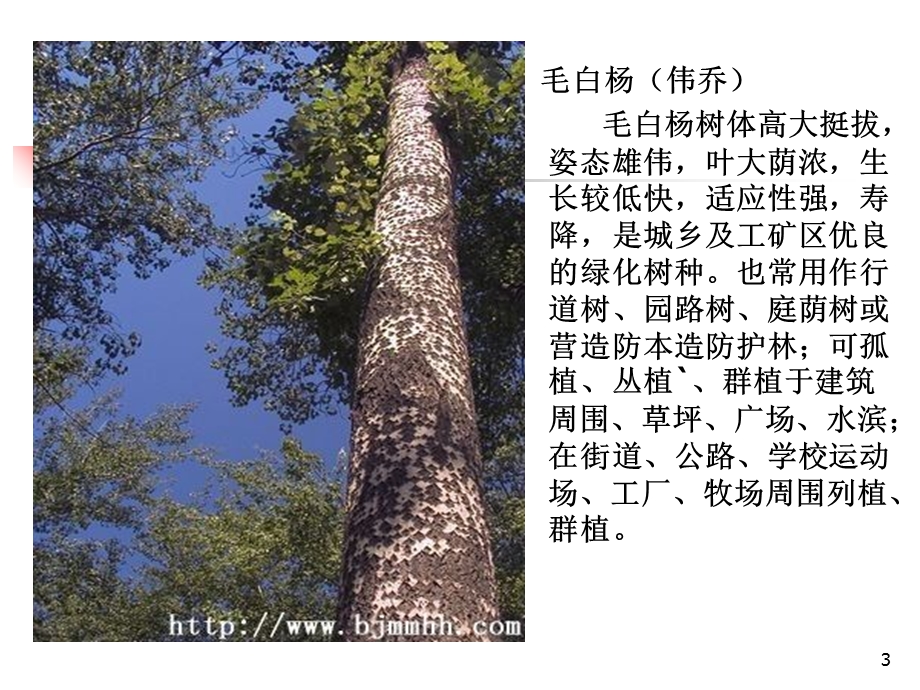 园林树木的分类.ppt_第3页