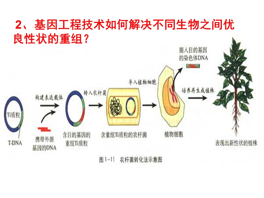 人教版高三生物课件高三生物《基因工程的应用》.ppt_第3页