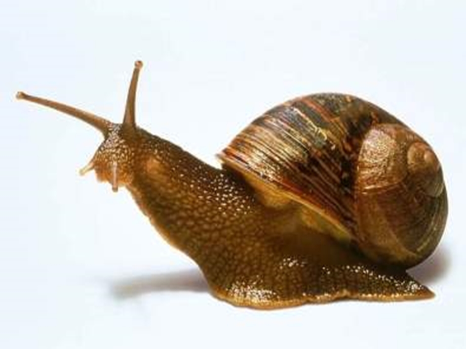 二年级下册《蜗牛搬家》之二课件(语文A版)代云霞.ppt_第2页