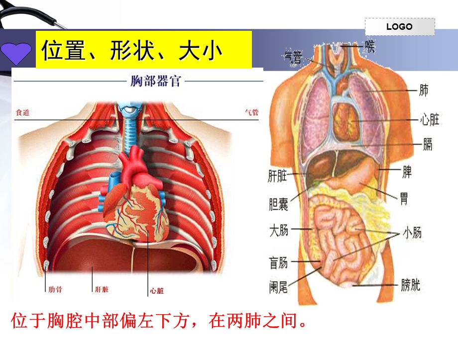 第三节输送血液的泵——心脏(一班).ppt_第3页