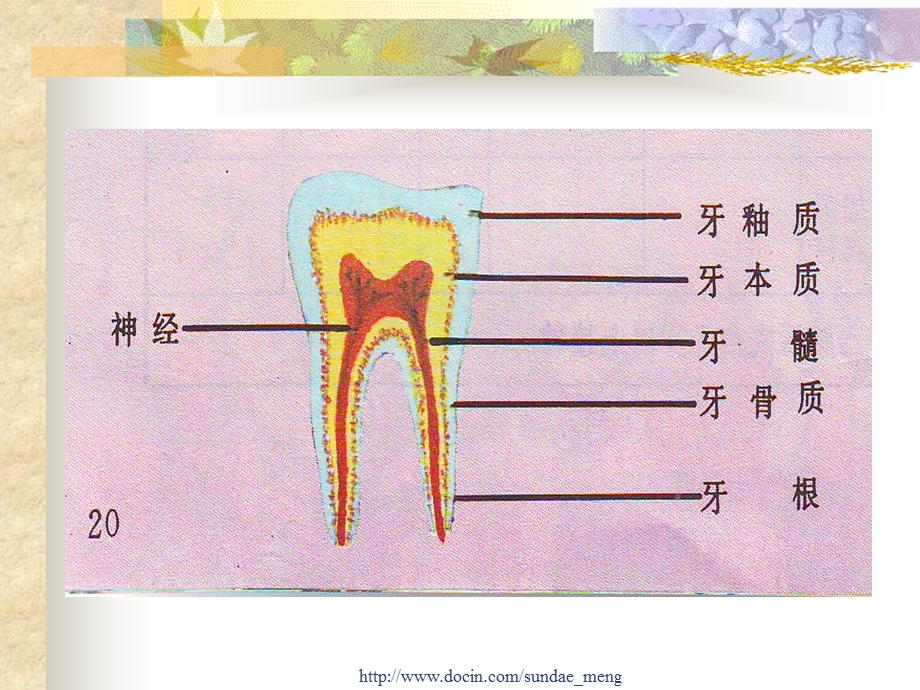 【课件】牙齿的构造与功能.ppt_第3页