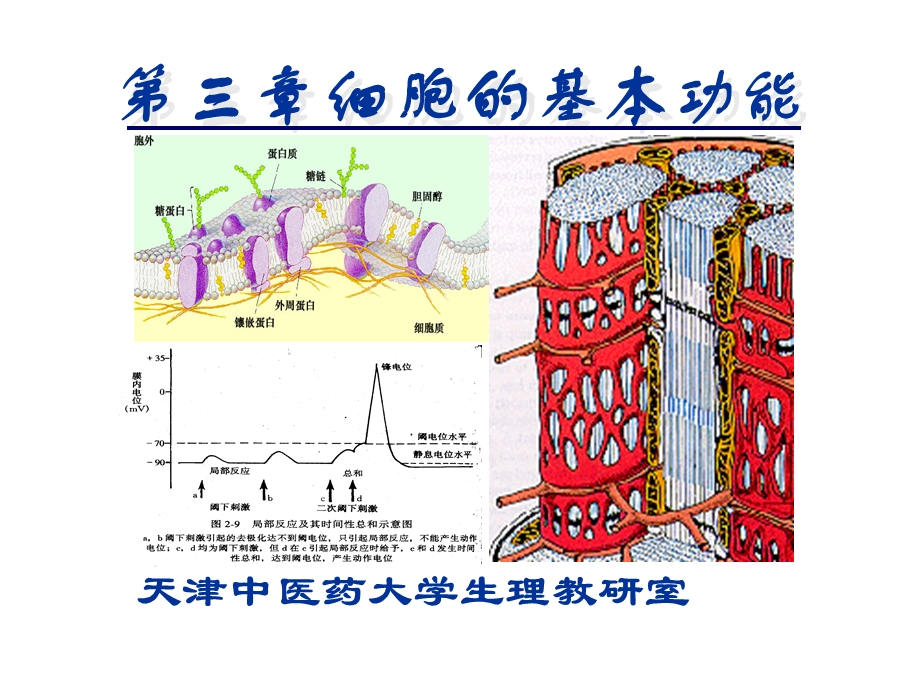 第三章细胞的基本功能.ppt_第1页