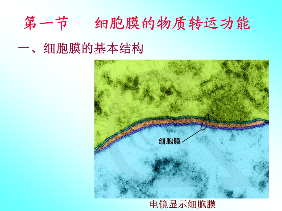 第三章细胞的基本功能.ppt_第3页