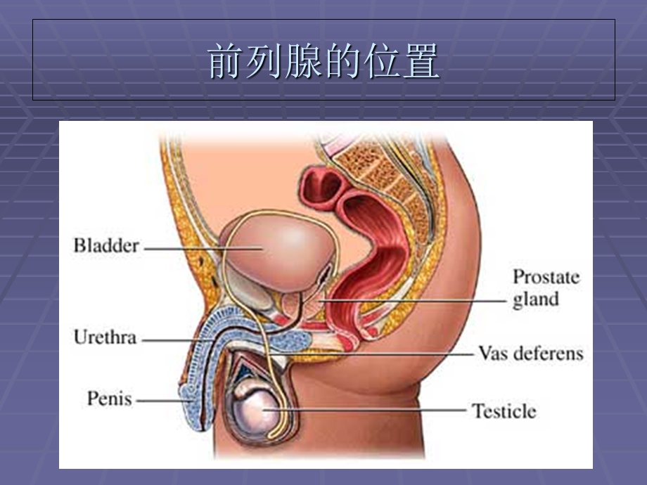 前列腺的解剖与生理.ppt_第2页