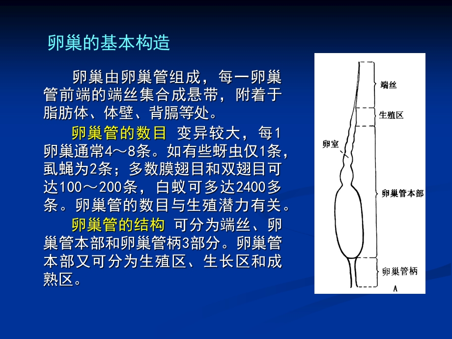 昆虫学课件第四章昆虫的生殖系统和内分泌系统.ppt_第3页