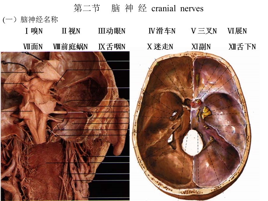 系统解剖学19脑神经.ppt_第1页