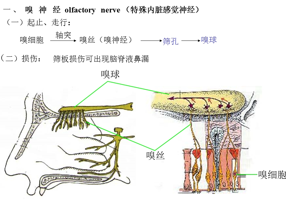 系统解剖学19脑神经.ppt_第3页
