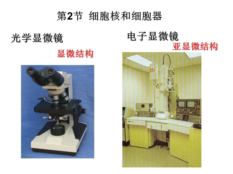 细胞核和细胞器.ppt_第1页