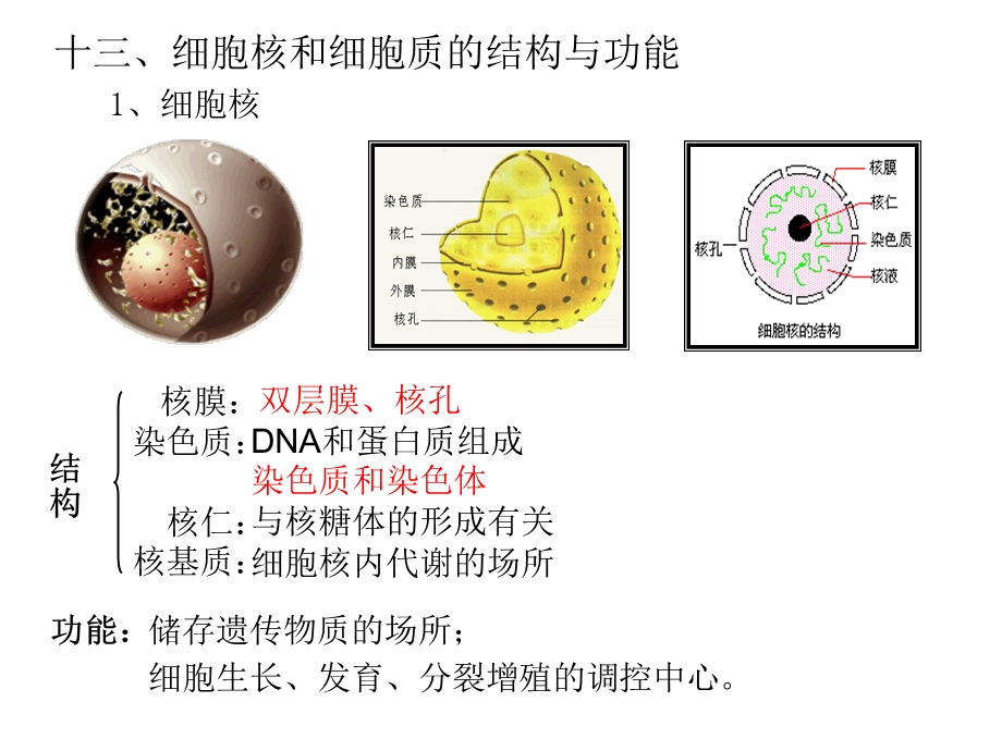 细胞核和细胞器.ppt_第2页