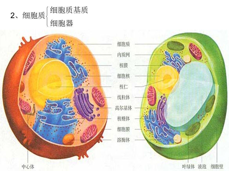 细胞核和细胞器.ppt_第3页