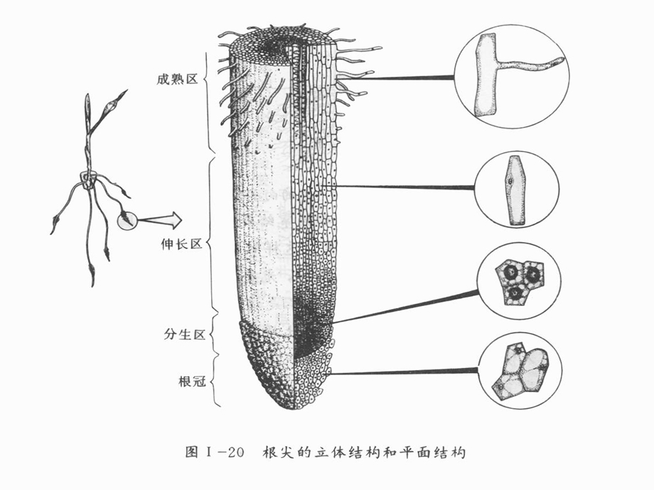 细胞的分化癌变和衰老.ppt_第3页