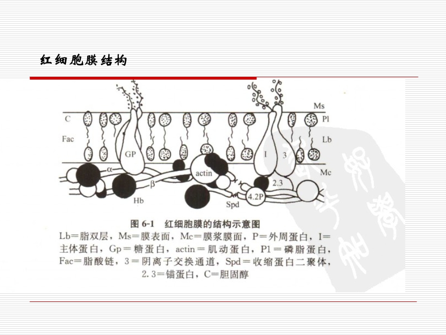 红细胞检验的基础理论.ppt_第3页